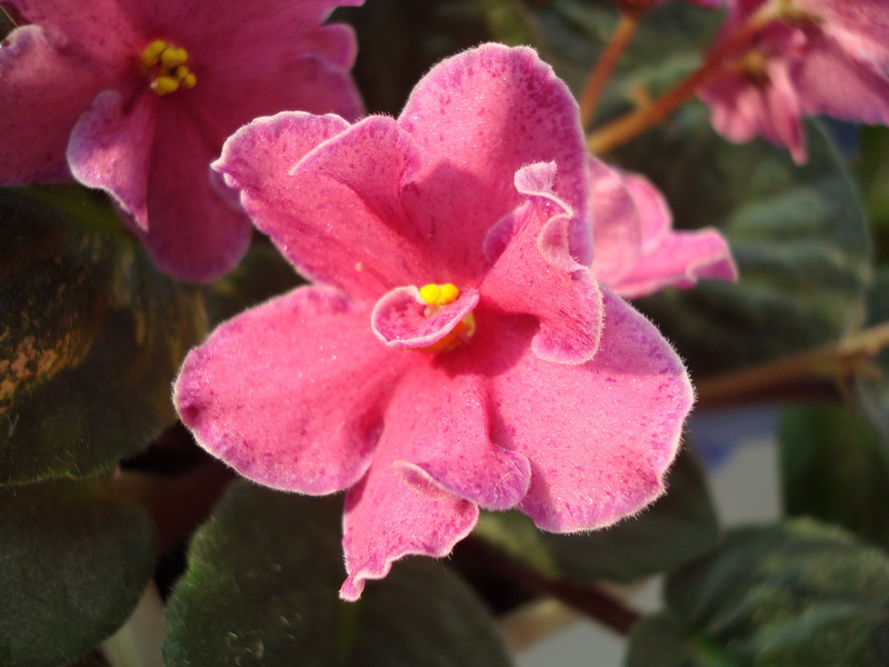 Mac’s Beguiling Beauty