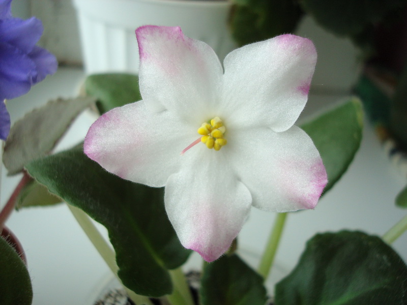 РС-Сновидения