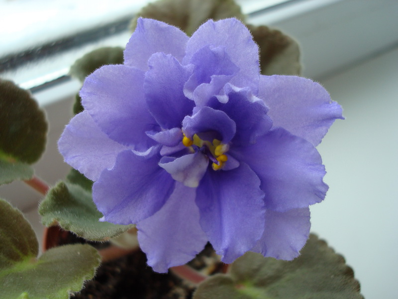 Neptunes Jewell (sport)