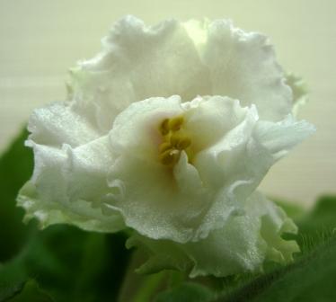 ЕК-Ангел Хранитель