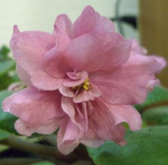 ЕК-Коралловая Рыбка