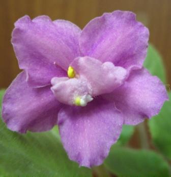 ЕК-Радуга Любви