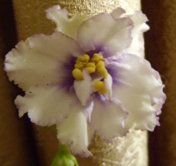 ЕК-Снежный Барс