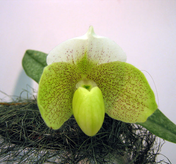 Paph. bellatulum var. alba 'In-Charm' x Paph. In-Charm White.jpg