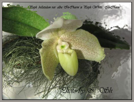 Paphiopedilum bellatulum var. alba 'In-Charm' × Paphiopedilum In-Charm White 'In-Charm'.jpg