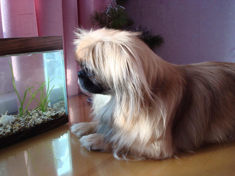 Часами лежит на столе и смотрит на аквариум. Кстати, сама научиласт вылезать на стл!!!!