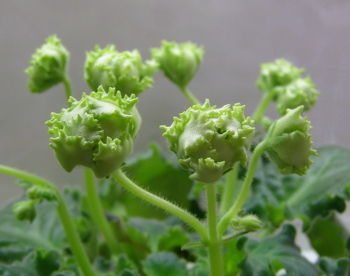 Irish Laugther_7002.jpg