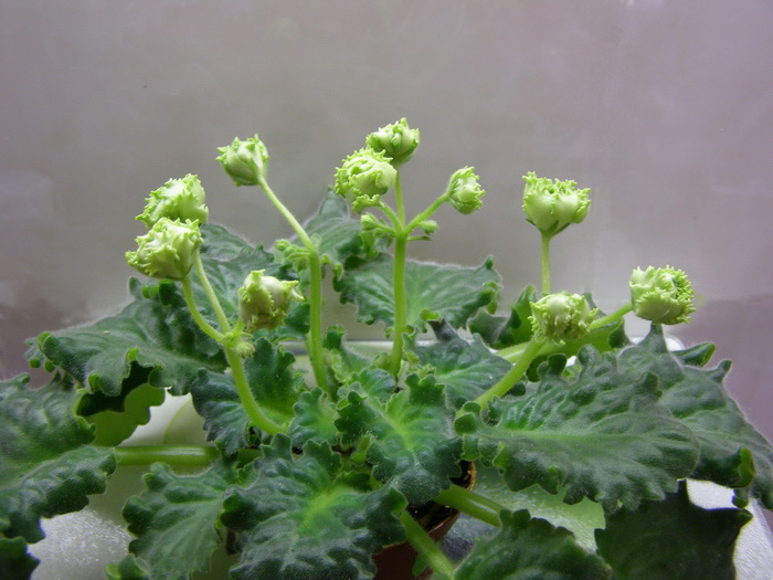 Irish Laugther_7001.jpg