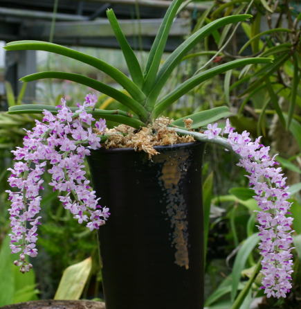 Rhynchostylis retusa.jpg