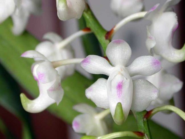 Aerides lawrenciae.jpg