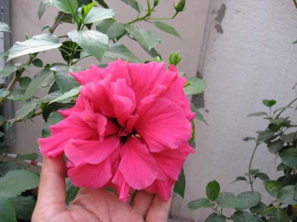 мои 48 лет 018.jpg