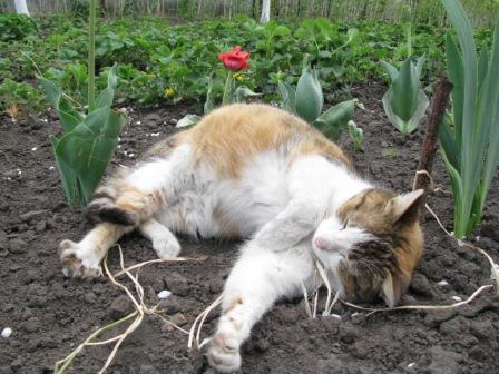 Мася в тюльпанах.JPG