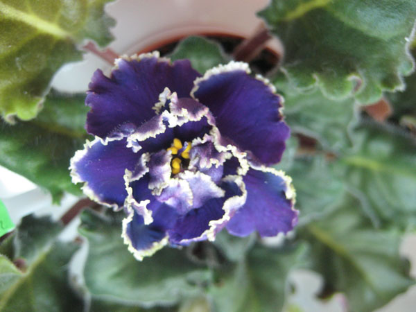 Suncoast Fantasiy Love(спорт).JPG