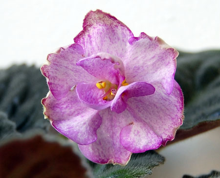 Sequins’N’Ribbons