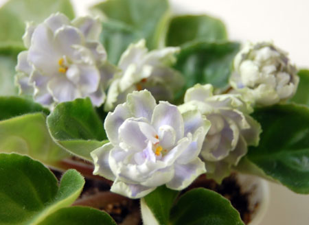 Reflections of Spring