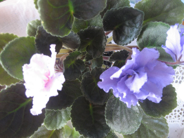 Neptune's Jewels(спорт).JPG