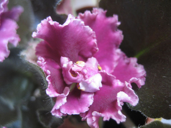 ЕК-Гранатовый Иней.JPG