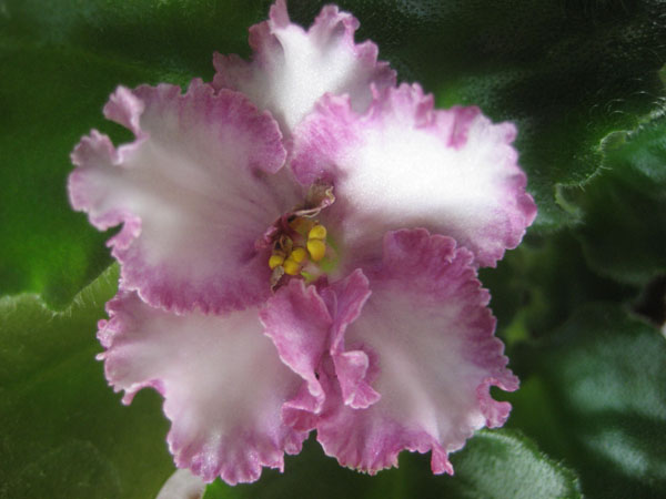 ЕК-Гранатовый Иней(спорт).JPG