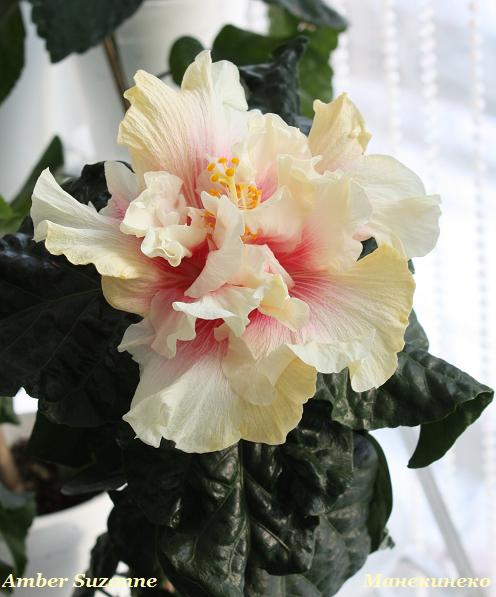 Amber Suzanne 270110.jpg