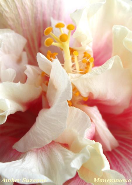 Amber Suzanne 270110 1.jpg