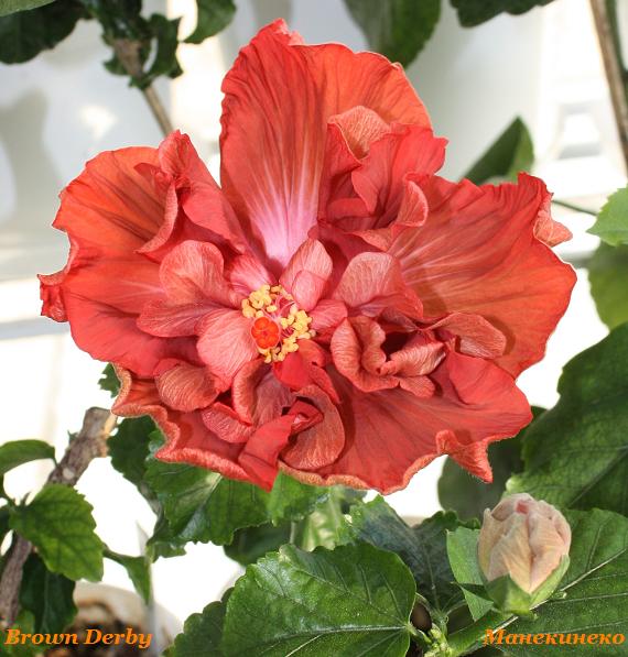 Brown Derby        270110.jpg