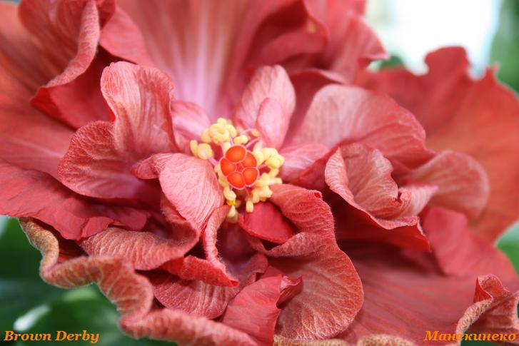 Brown Derby        270110 1.jpg