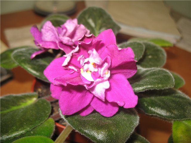 ЕК - Шахиня.jpg