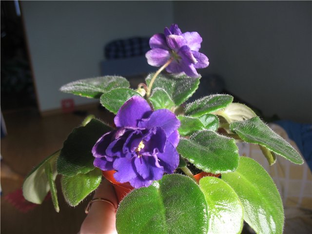 ЕК - Властелин Колец.jpg