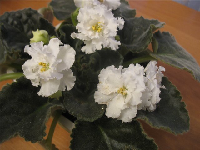 Вологодское кружево.jpg