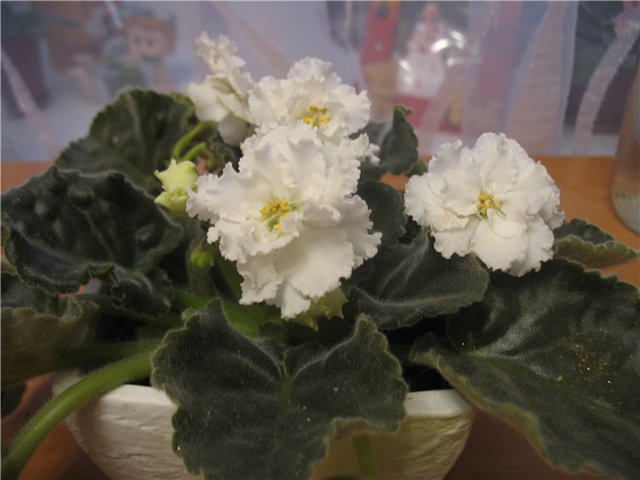 Вологодское кружево 1.jpg