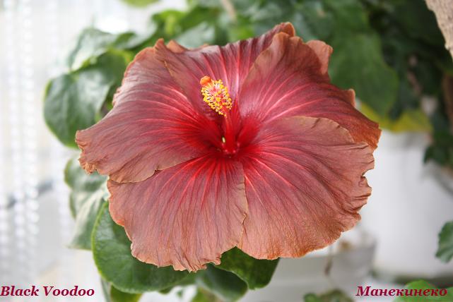 Black Voodoo  290110.jpg