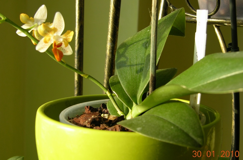 Phal Mini Mark peloric.JPG