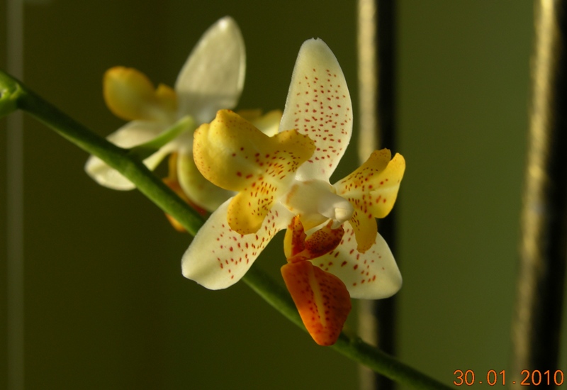 Phal Mini Mark peloric 1.JPG