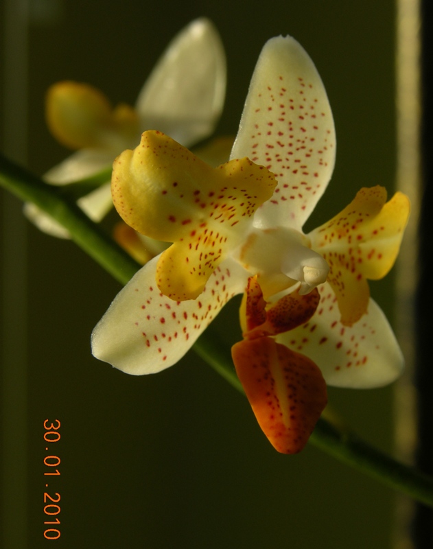 Phal Mini Mark peloric 2.JPG