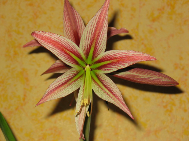 Рио Негро , первое цветение из детки