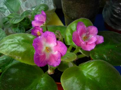 рс - аврора.jpg