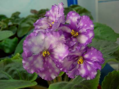 шторми айс.jpg