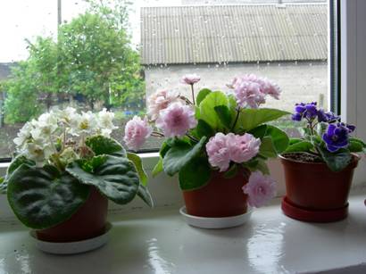 на подоконнике.jpg