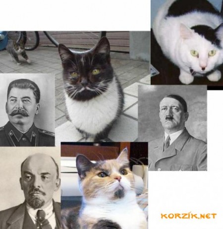 КОТИ.jpg