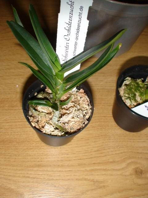 Angraecum didieri	3cm pot	5,95