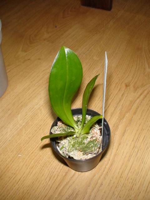 Phal. javanica	5,5cm pot	5,95<br />Phal. javanica	5,5cm pot	5,95<br />Phal. javanica	5,5cm pot	5,95<br />Phal. javanica	5,5cm pot	5,95<br />Sophronitis cernua	3cm pot	5,95