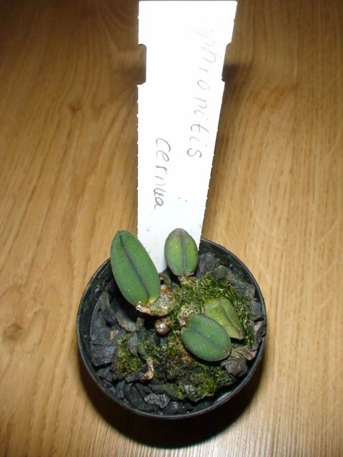 Sophronitis cernua	3cm pot	5,95