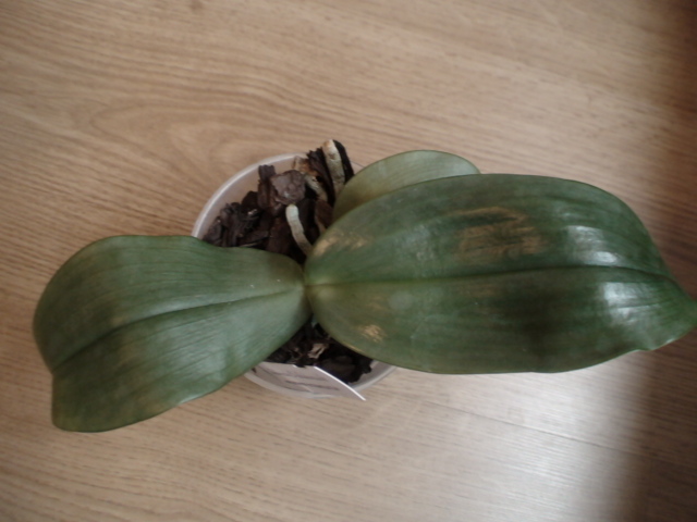 Phal. gigantea	10cm pot	12,95