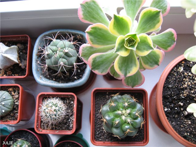 какты и эониум.jpg