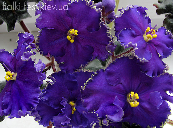 Ле-Командор