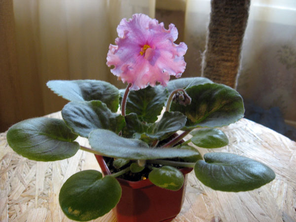 ЕК-Гермионна