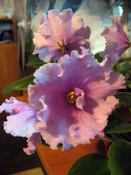 ЕК-Гермионна