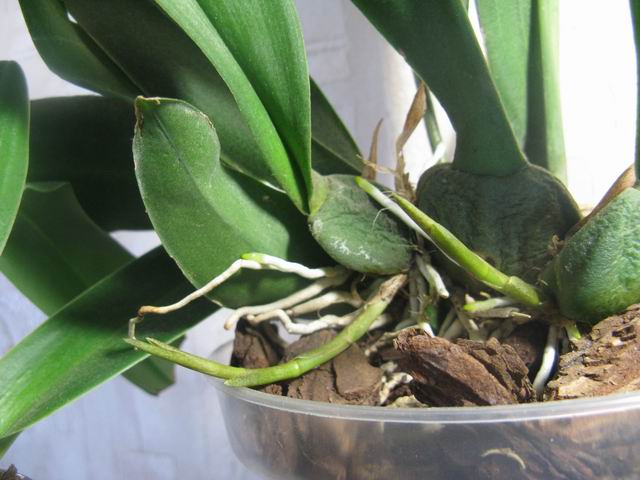 Цветоносики!