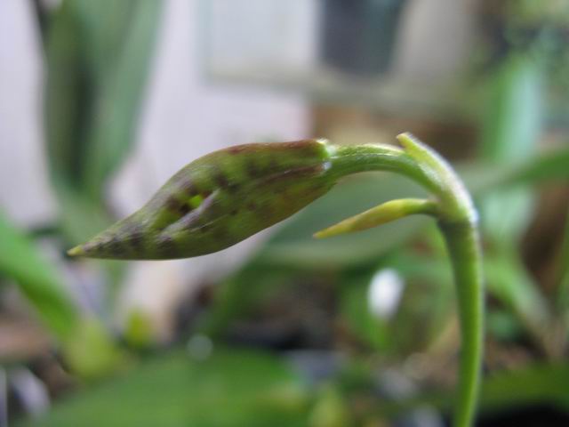 Resize of IMG_1992.JPG