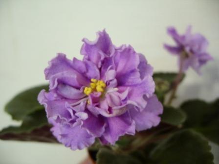 ЕК-Богиня Красоты